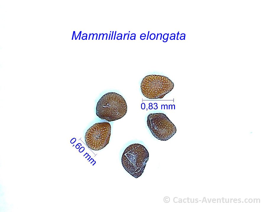 Mammillaria elongata DSCF 1